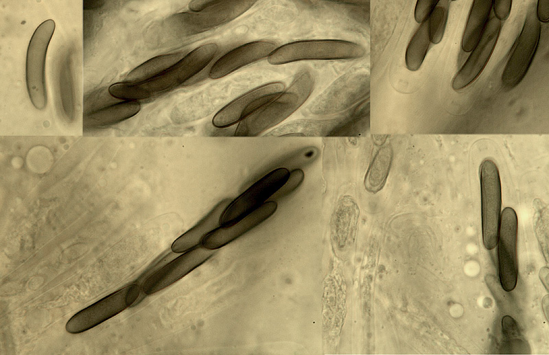 Eutypella dissepta